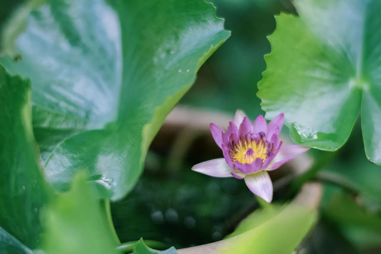 An Villa Boutique Resort Hoi An Vietnam